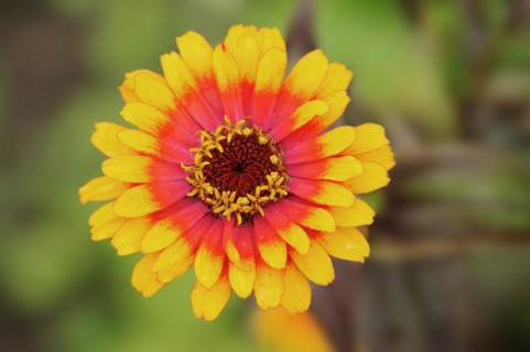 Zinnia 'Sombrero' (Zinnia elegans, Zinnia violacea), flower, ornamental plant, North