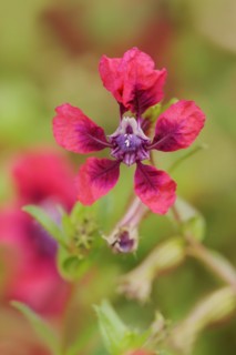 Cuphea 'Vienco Burgundy' (Cuphea llavea), flower, ornamental plant, North Rhine-Westphalia,
