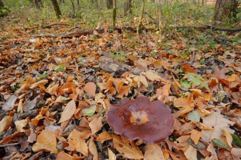 Chestnut-brown stem porling or black-red porling (Picipes badius, Polyporus badius), autumn, North