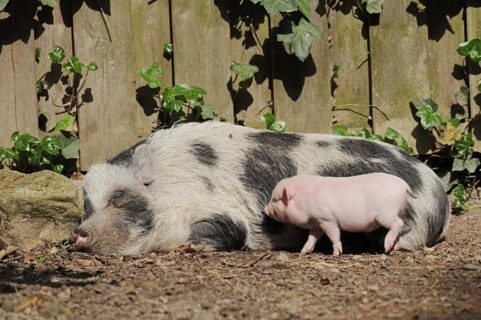 Goettingen minipig (Sus scrofa f. domestica), sow and piglet, North Rhine-Westphalia, Germany,