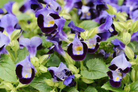 Bluewings (Torenia fournieri), flowers, native to Vietnam, ornamental plant, North