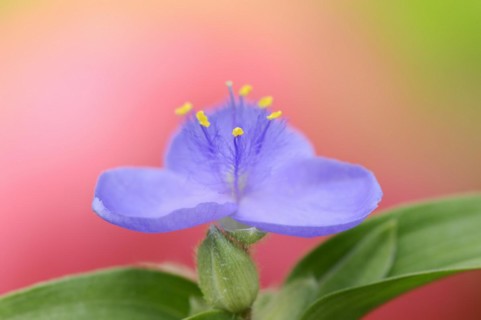 Garden three-master flower (Tradescantia andersoniana), flower, ornamental plant, North