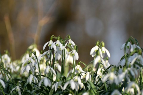 Snowdrops in late winter in the Hunsrueck near Niederwoerresbach, Rhineland-Palatinate, Germany,