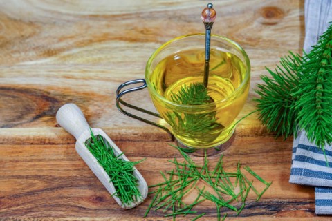 Infusion of horsetail Equisetum arvense, medicinal plant for health care with fresh branches just