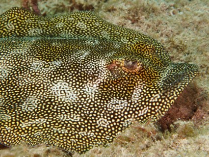 Oval Jamaican stingray (Urolophus jamaiciensis), dive site Nursery, Pompano Beach, Florida, USA,