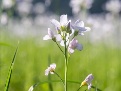 Cuckoo flower (Cardamine pratensis), Leoben, Styria, Austria, Europe