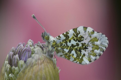Orange tip butterfly (Anthocharis cardamines) adult male resting on a garden Allium flower in