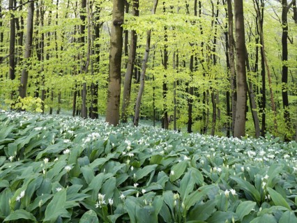 Ramson (Allium ursinum) in spring in the beech forest, Teutoburg Forest, North Rhine-Westphalia,