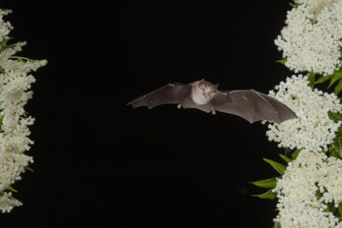 Greater horseshoe bat (Rhinolophus ferrumequinum) in flight on flowering elderberry, near Lovech,