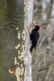 Black woodpecker (Dryocopus martius) at its breeding cavity in a tree, male, Lower Austria,