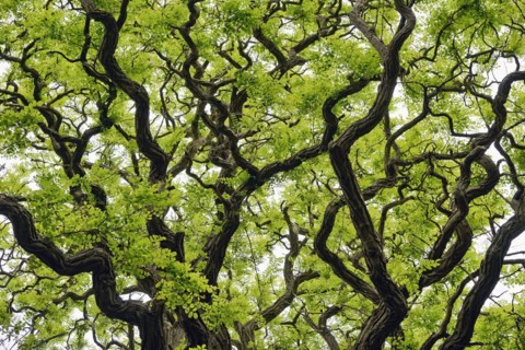 Deciduous tree, gnarled locusts (Robinia), tree crown with freshly emerging leaves, North
