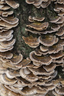 Butterfly tramete (Trametes versicolor), many fruiting bodies on a dead birch (Betula), Lower