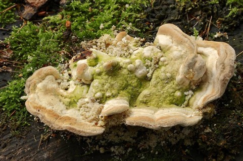 Lumpy bracket (Trametes gibbosa), North Rhine-Westphalia, Germany, Europe
