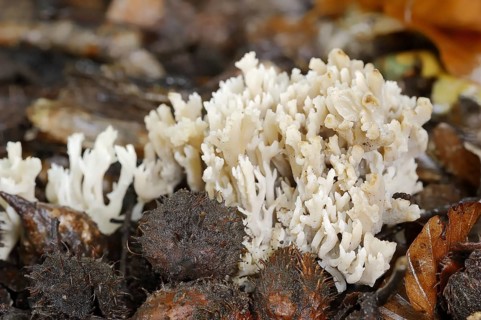 Comb-shaped coral or comb coral (Clavulina coralloides, Clavulina cristata), North