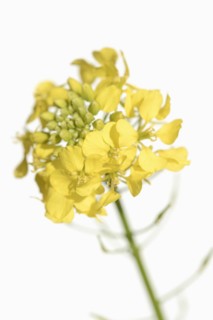 White mustard or yellow mustard (Sinapis alba, Brassica alba), flowers against a white background,