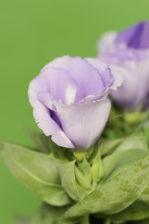 Prairie gentian or Japanese rose (Eustoma grandiflorum), flower, houseplant