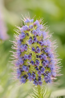 Magnificent viper's bugloss (Echium nervosum, Echium fastuosum), inflorescence, native to Madeira,