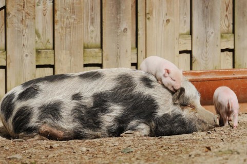 Goettingen minipig (Sus scrofa f. domestica), sow and piglet, North Rhine-Westphalia, Germany,