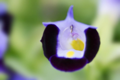 Bluewings (Torenia fournieri), flower, native to Vietnam, ornamental plant, North Rhine-Westphalia,