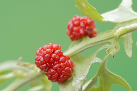 Strawberry spinach (Chenopodium foliosum, Blitum virgatum), fruit, vegetable and ornamental plant,