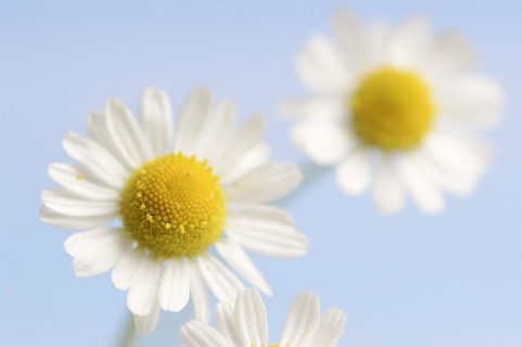 Chamomile (Matricaria recutita, Matricaria chamomilla), flowers, medicinal plant, North