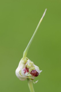 Garlic chives (Allium tuberosum), bulbs, spice plant, medicinal plant, North Rhine-Westphalia,