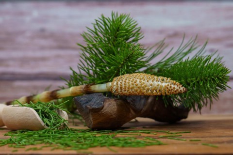 Fresh branches of the medicinal plant horsetail, Equisetum arvense, used for health care, freshly