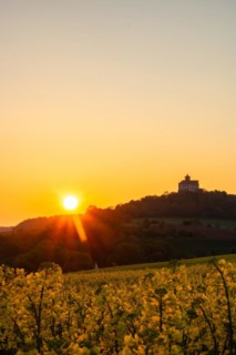 Landscape at sunrise. Beautiful morning landscape with fresh yellow rape fields in spring. Small