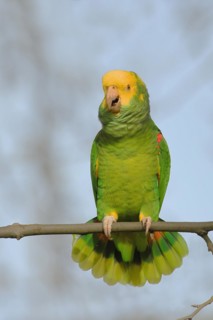 Yellow-headed Amazon (Amazona oratrix belizensis), mating on a sycamore branch, blue sky,