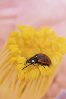 Seven-spot ladybird (Coccinella septempunctata) adult on a garden Camellia flower in spring,