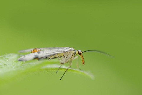 Common scorpionfly (Panorpa communis), male, North Rhine-Westphalia, Germany, Europe