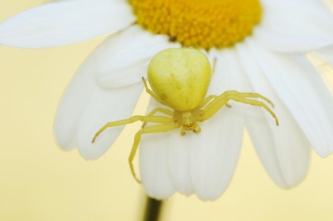 Goldenrod crab spider (Misumena vatia), female on the flower of a daisy (Leucanthemum vulgare,