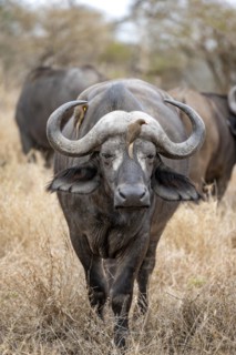African buffalo (Syncerus caffer caffer) with yellowbill oxpecker (Buphagus africanus), in dry