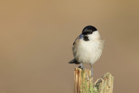 Marsh tit (Parus palustris) sitting on a tree stump, Wilnsdorf, North Rhine-Westphalia, Germany,