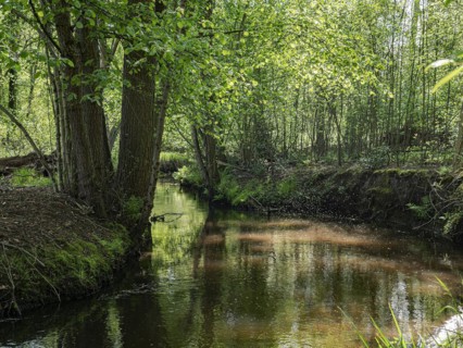Stream and floodplain of the Dalke with alder forest in spring, Guetersloh, North Rhine-Westphalia,
