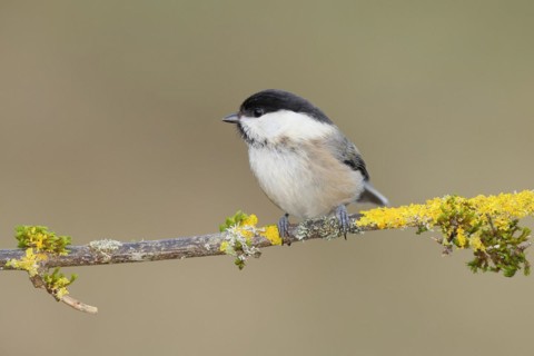 Willow Tit (Parus montanus) sitting on a branch overgrown with moss and lichen, Wilnsdorf, North