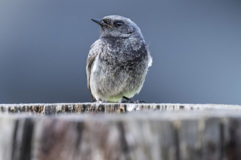 Black redstart (Phoenicurus ochruros), young bird, sitting on a tree trunk, Stuttgart,