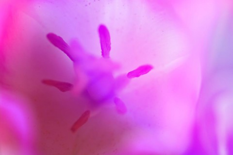 Pistil and stamens in a tulip calyx, pink tulip (Tulipa), Stuttgart, Baden-Wuerttemberg, Germany,