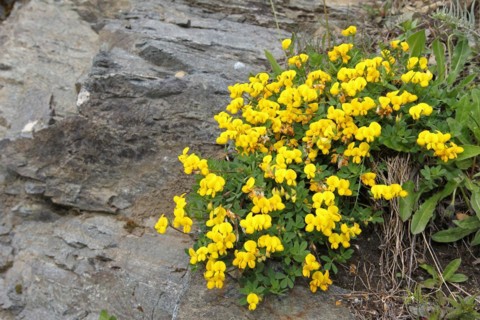 Bird's-foot trefoil (Lotus corniculatus) on the Silvretta High Alpine Road, Vorarlberg, Austria,