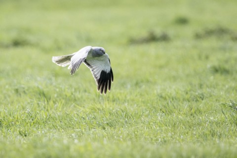Hen harrier (Circus cyaneus) flying, Emsland, Lower Saxony, Germany, Europe
