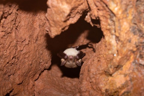 Greater mouse-eared bat (Myotis myotis), hibernating in a cave, North Rhine-Westphalia, Germany,