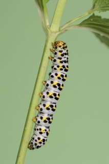 Brown-root monk (Shargacucullia scrophulariae), caterpillar, North Rhine-Westphalia, Germany,