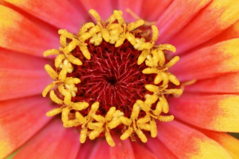 Zinnia 'Sombrero' (Zinnia elegans, Zinnia violacea), detail of flower, ornamental plant, North