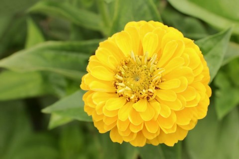 Zinnia (Zinnia elegans, Zinnia violacea), flower, ornamental plant, North Rhine-Westphalia,