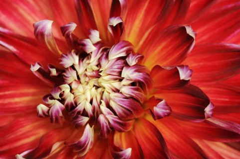 Dahlia 'Akita' (Dahlia Hybride), detail of flower, ornamental plant, North Rhine-Westphalia,