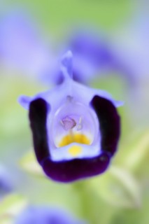 Bluewings (Torenia fournieri), flower, native to Vietnam, ornamental plant, North Rhine-Westphalia,