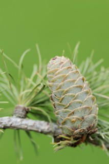 European larch (Larix decidua), cones, North Rhine-Westphalia, Germany, Europe