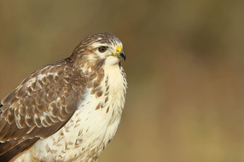 Steppe buzzard (Buteo buteo) bright morph, animal portrait, wildlife, winter, Siegerland, animals,