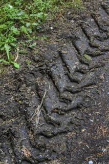Trace of a tractor tyre on a forest road, Allgaeu, Swabia, Bavaria, Germany, Europe