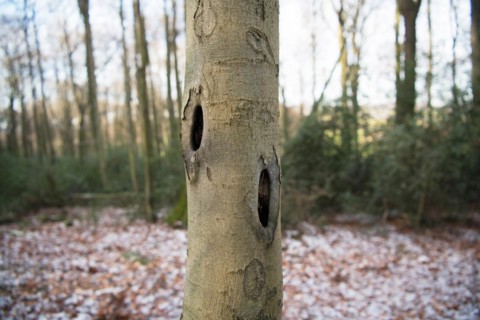 Deadwood structure Cave in deciduous forest, two caves on one trunk, important habitat for insects
